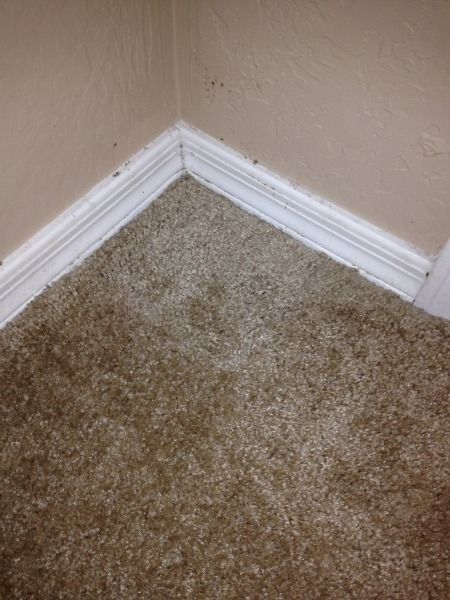 Carpet Repair Services Carpet Repair Services
